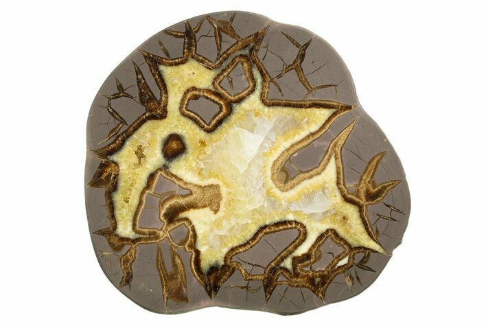 Polished Septarian Slab - Utah #318052